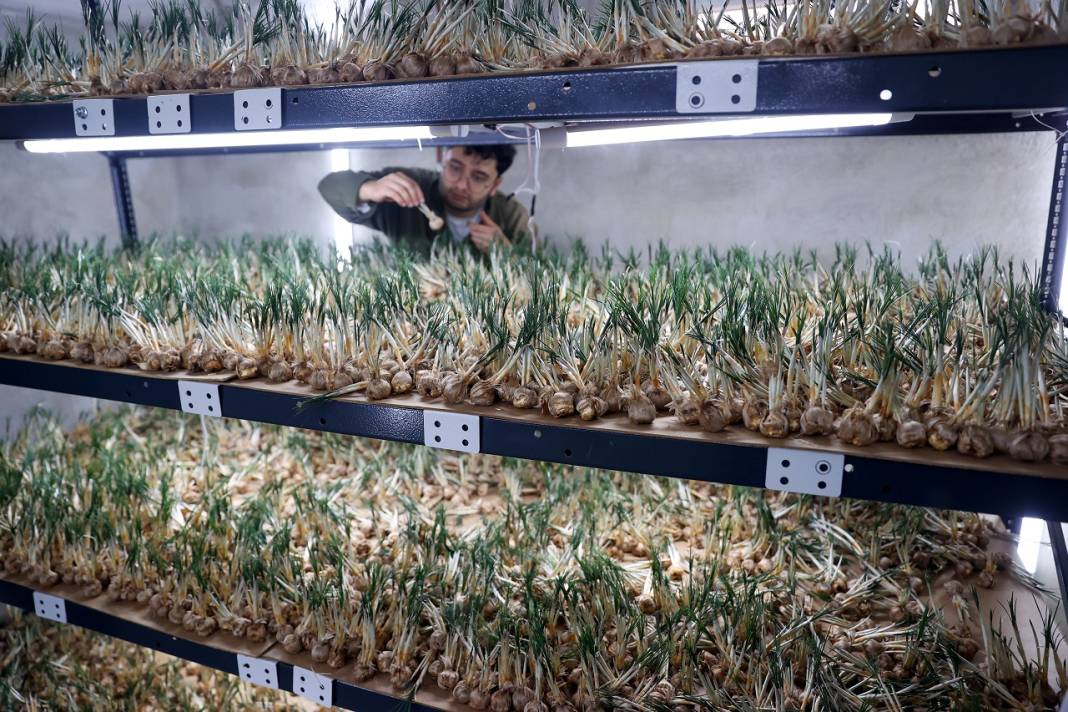 Konya'daki mühendisten devrim gibi üretim! Deneme amaçlı kurdu, şimdi topraksız safran üretiyor 8